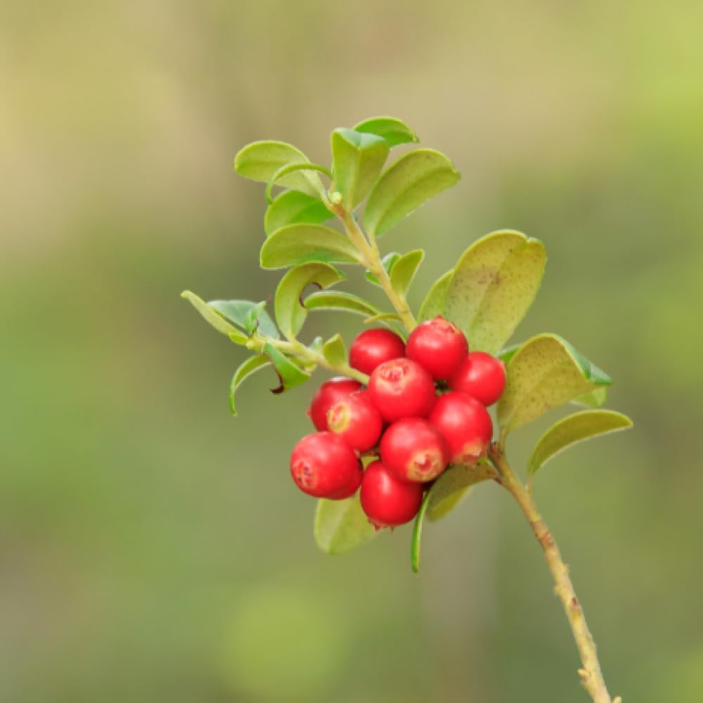 Mother's Day Gifts for Mom Skin Care Routine Kit for Women, Rose Essential Oil+Retinol+ Vitamin E, 10-Piece Complete Skin Care Set, Korean Skin Care Set, Birthday Gifts for Women