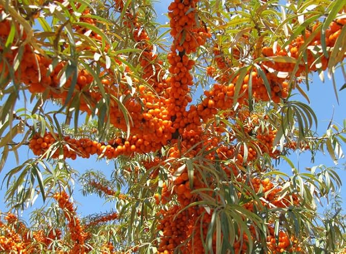 2PCS Natural Plant lip balm Pink