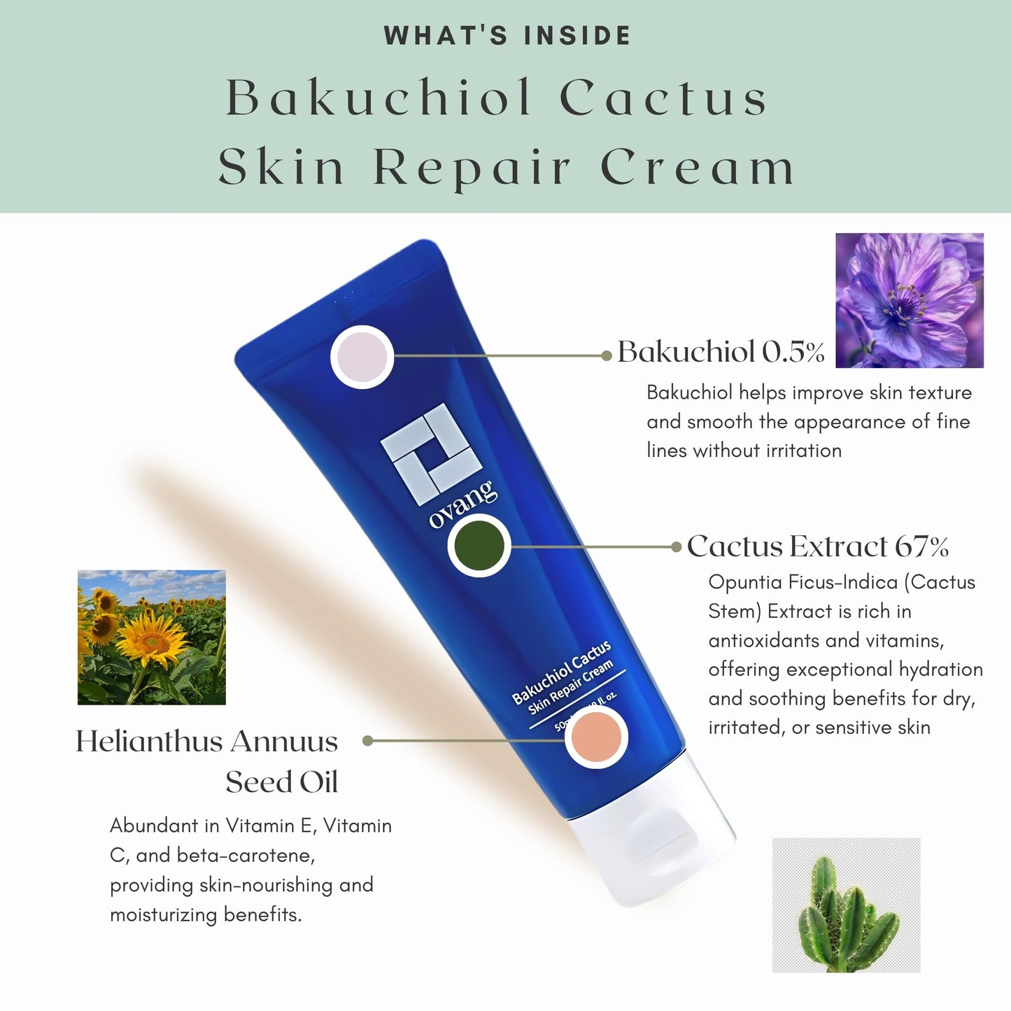 OVANG Bakuchiol Cactus Skin Repair Cream – Hydrating Moisturizer with Bakuchiol & Cactus Extract – Vegan, Cruelty-Free, Nourishing Korean Skincare (50ml / 1.69 fl.oz)